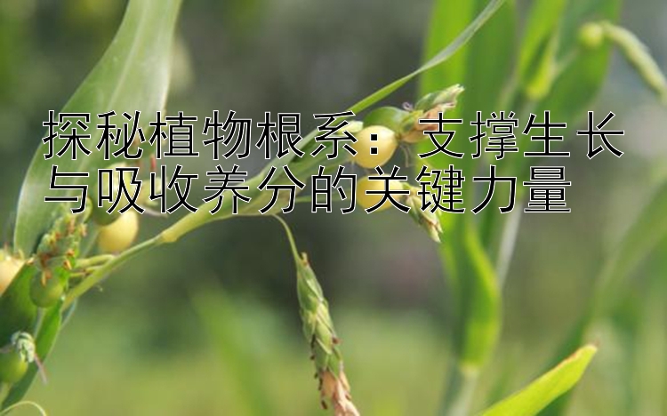 探秘植物根系：支撑生长与吸收养分的关键力量